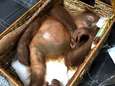 Bagagecontrole haalt levende orang-oetan uit reiskoffer 