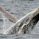Mysterie: waarom redden bultrugwalvissen andere dieren van moordzuchtige orka's?