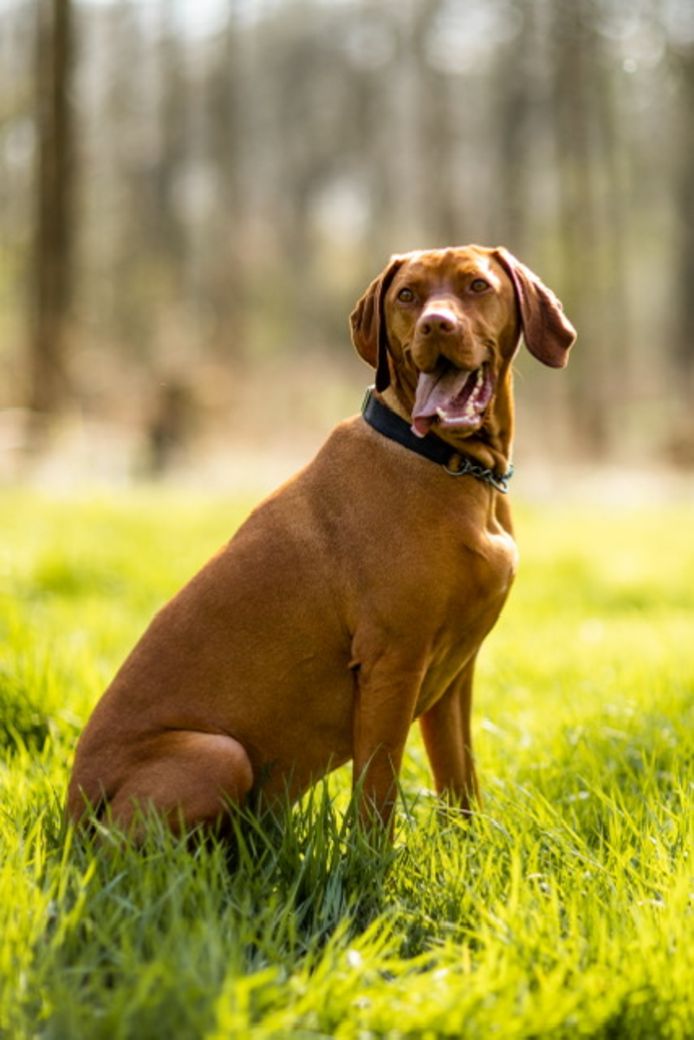 Bijzonder kort geding in Twente om van wie is hond Rex en bij wie mag hij zijn dagen slijten? | Hof van Twente | tubantia.nl