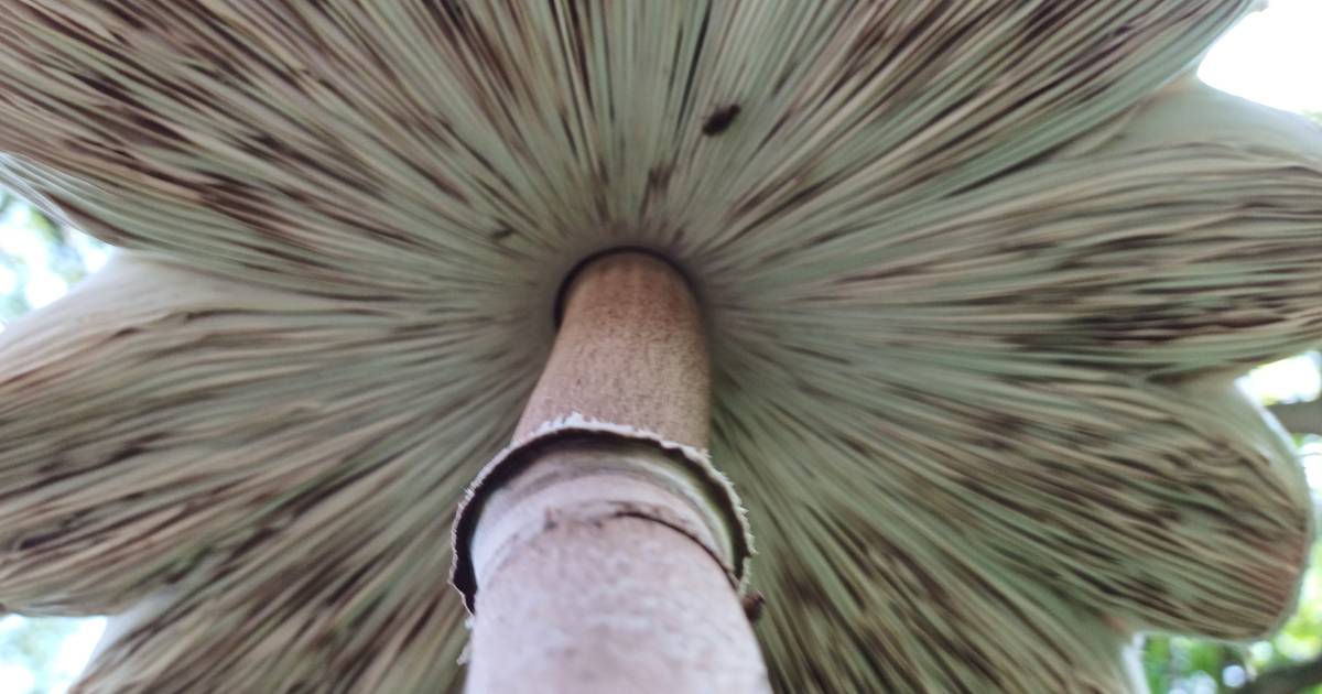 Lezing en excursie over paddenstoelen