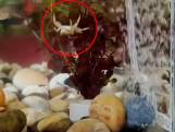 Krab amuseert zich rot met bubbels in aquarium