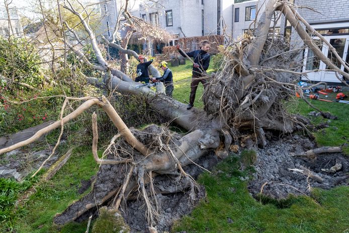 De enorme omgevallen hemelboom die in drie tuinen ligt, wordt aangepakt door Guido de Vries en Rob Versloot.