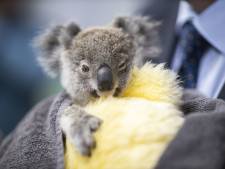 Nederlandse kinderen halen bijna 2,5 ton op voor koala's die slachtoffer zijn van bosbranden