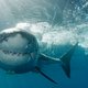 Libelle Legt Uit: wat moet je doen als je door een haai wordt aangevallen?