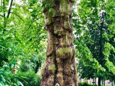 Duizenden Zwolse bomen zijn ouder dan 80 jaar: zo check je hoe oud een boom in jouw buurt is