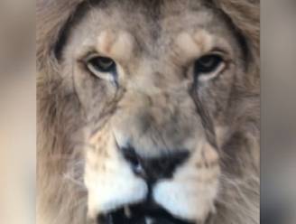VIDEO. Toerist komt oog in oog te staan met gevaarlijke leeuw