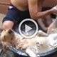 Hond geniet van wellness