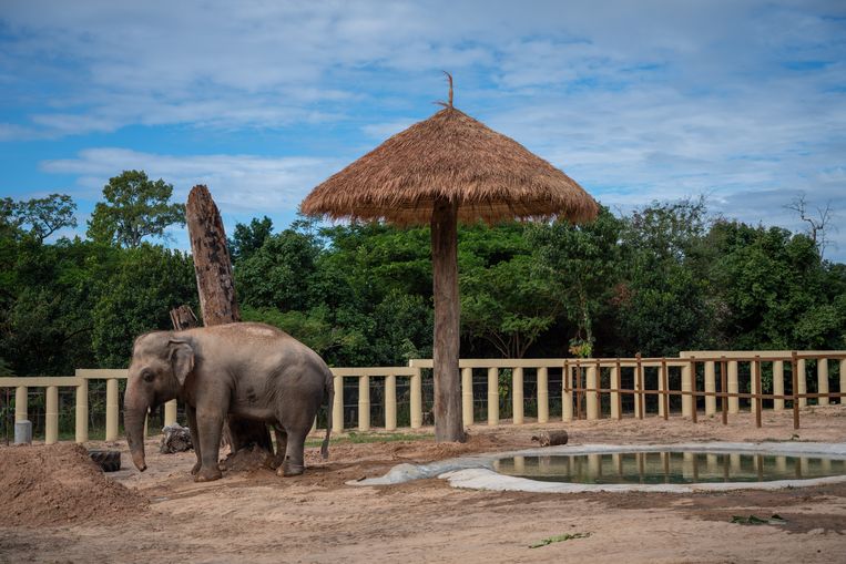 Kaavan in zijn nieuwe thuis. Beeld Antoine Raab