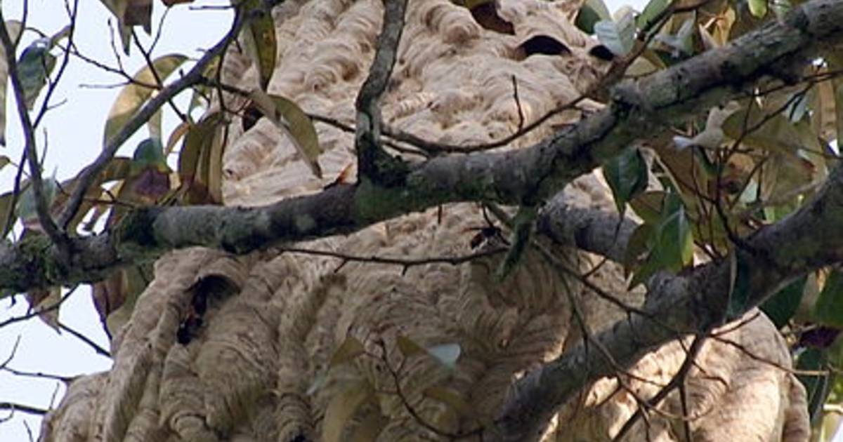 Hoornaars houden nest in Dreischor goed verborgen | Schouwen-Duiveland | pzc.nl - Provinciale Zeeuws