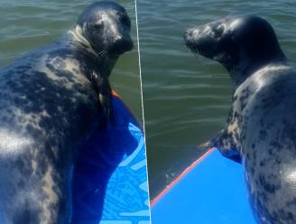 Paddleboarder beleeft dag van zijn leven wanneer sympathieke zeehond op board wipt