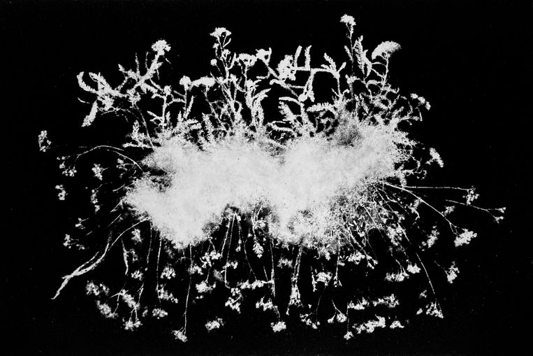 Uit de serie Flora Tata Metallica van Tinkebell: de uitstoot van Tata Steel. Beeld Tinkebell