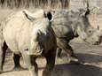 Nu al meer neushoorns gedood in Zuid-Afrika dan in heel 2011