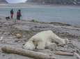 IJsbeer doodgeschoten na aanval op man op Spitsbergen