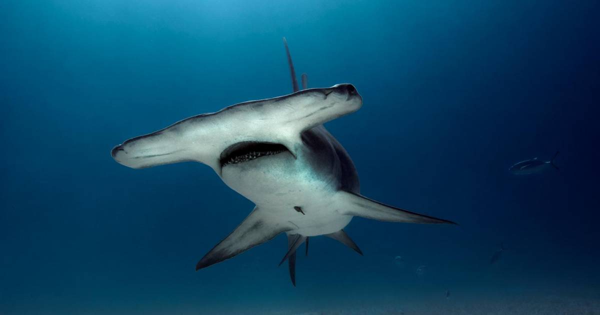 Tribunal constitutionnel du Costa Rica ordonne la protection des requins-marteaux en voie d’extinction