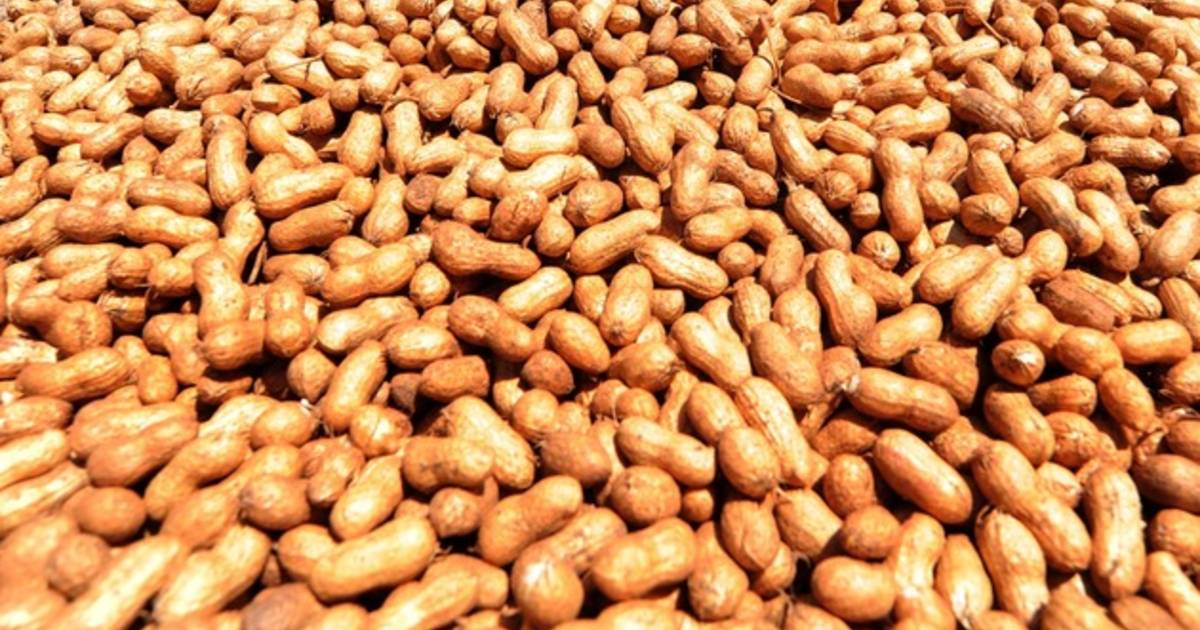 Hoe Kinderen Van Hun Pinda Allergie Kunnen Genezen Door Pinda S Te Eten Wetenschap Ad Nl