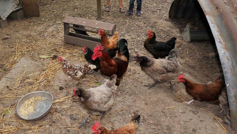 Bloedluizen Kunnen Ook Toeslaan In Een Kippenhok Bestrijd Ze Met