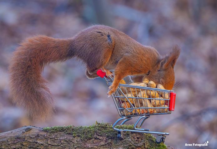 Arne Moons uit Lille is gepassioneerd door alles wat met natuur te maken heeft.