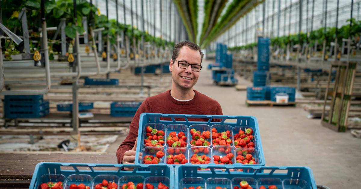 Jan van Genderen kweekt 5 miljoen kilo aardbeien per jaar. ‘Ik ben zelf een soort zomerkoninkje’