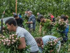 Ook een stukje Keukenhof tussen de laanbomen