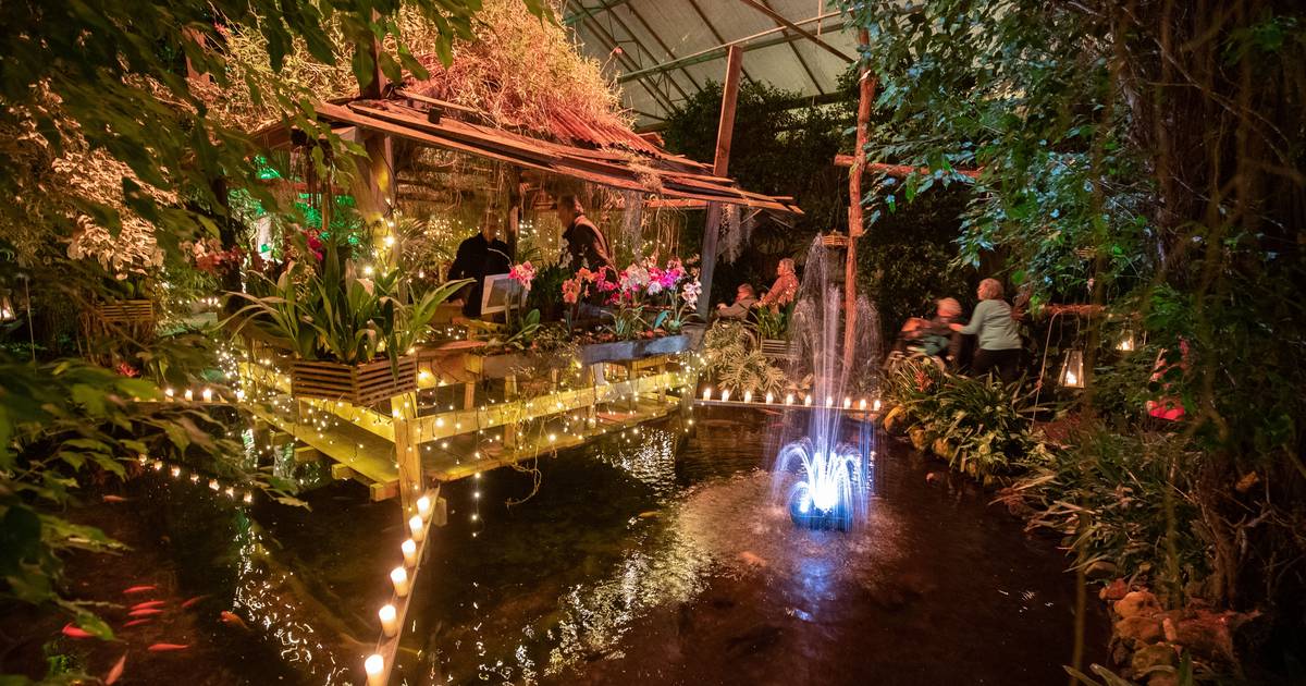 Bezoekersrecord voor Orchideeën Hoeve Luttelgeest in jubileumjaar, plan