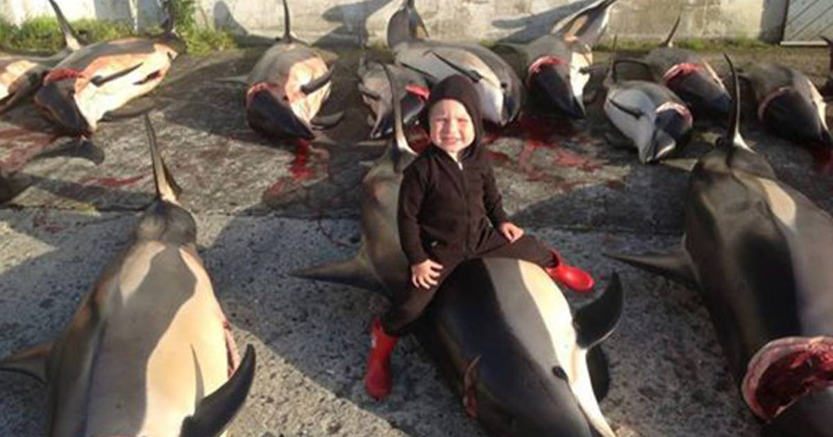 450 dolfijnen afgeslacht op Faroereilanden | Nieuws | AD.nl