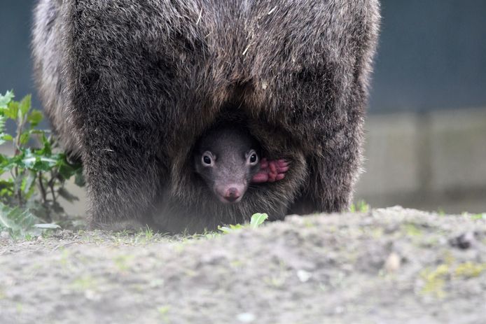 Eerste jonkie bij wombats in BestZoo | Nieuws | bd.nl