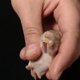 Superschattig babyhamstertje snackt een klein hapje