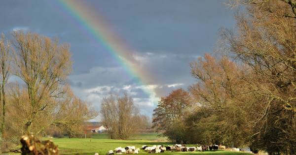 EK schapendrijven van start in Renkum en Heteren