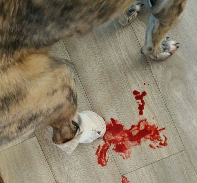 Veel bloed uit de wond bij hond Bella