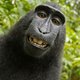 Geen auteursrecht voor aap die selfie maakte