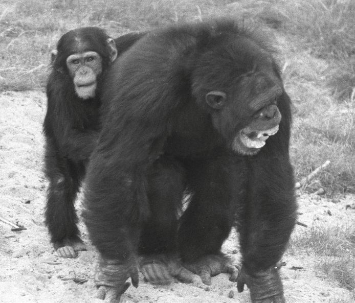 Jonge chimpansee troost krijsend volwassen mannetje.