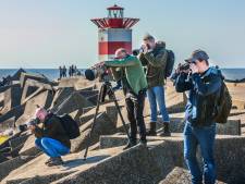 Vogelspotters rukken massaal uit: Bijzondere meeuw opgedoken in Scheveningen