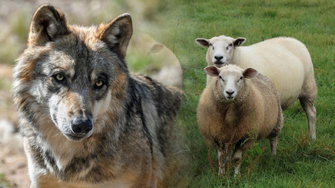 De Veluwse wolvin is nu gek op wild, maar doodde onderweg wel de meeste schapen