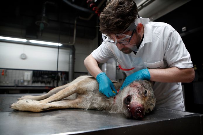 Hugh Jansman onderzocht menig dode wolf die in Nederland is gevonden. Deze is in Appelscha doodgereden op 28 mei 2021.