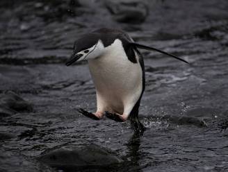 Greenpeace: "Aantal stormbandpinguïns op Antarctica afgelopen 50 jaar gedaald"