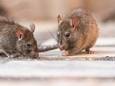 De ratten dansen komend jaar misschien wel op tafel, met het aankomende gifverbod.