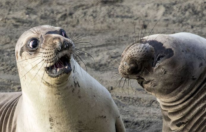 Fantastische foto's! Deze echt op de lachspieren | Dieren | hln.be