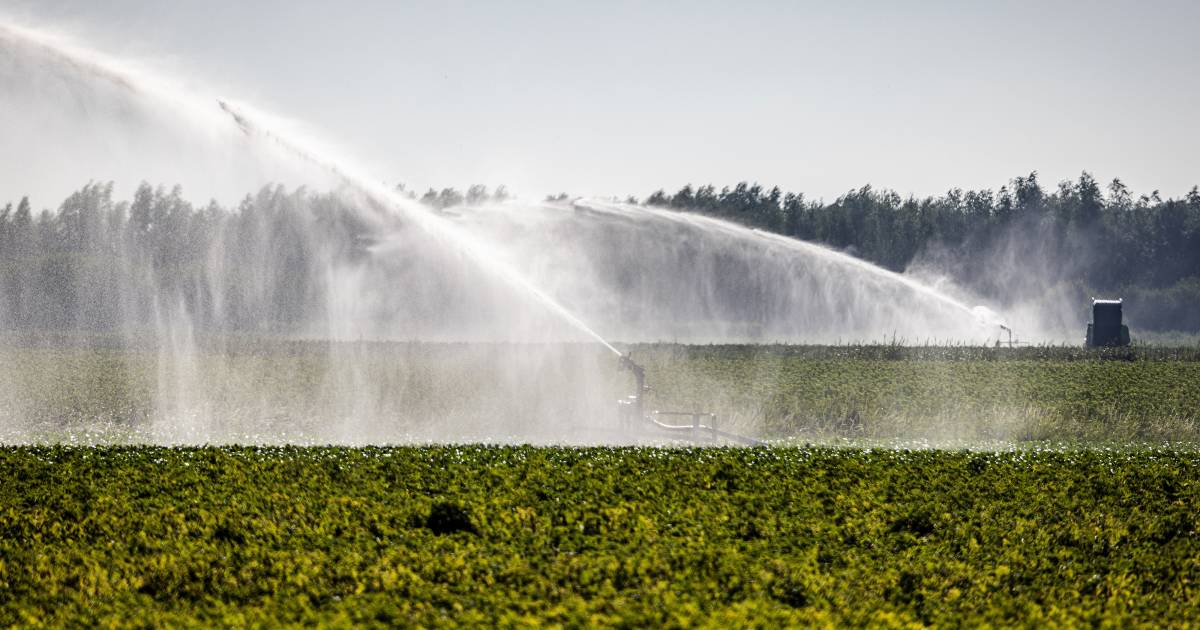 Løk- og potetavling under press: &laquo;Prisene er allerede høye ettersom gammel avling går tom&raquo; |  Interiør