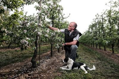 Gigantische stroomrekening noopt fruitteler tot noodkreet: ‘Koop een fles of pak voor zonnepanelen o