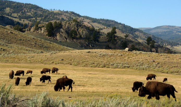 Een kudde bizons in Yellowstone.