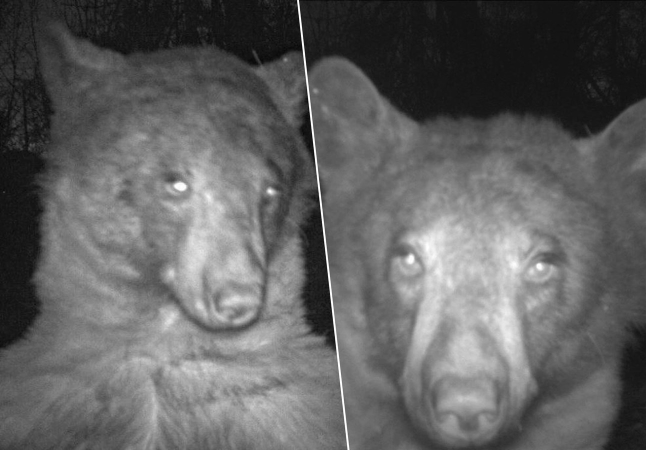 Les clichés insolites de l’ours ont été partagés sur les réseaux sociaux mardi dernier.