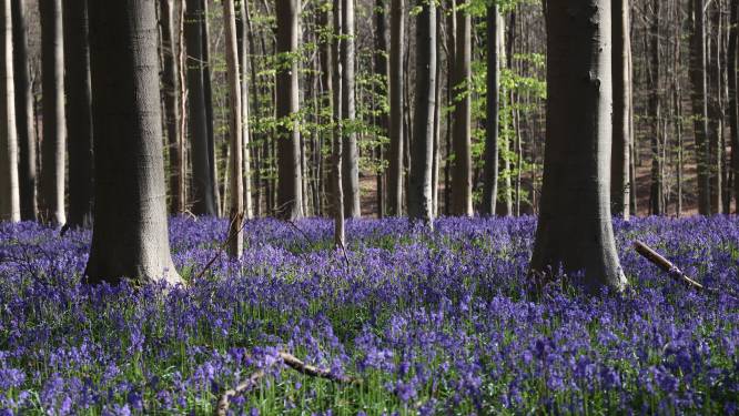 Immens populair hyacintenfestival in Hallerbos gaat binnenkort van start: “Laat de auto zo veel mogelijk thuis”
