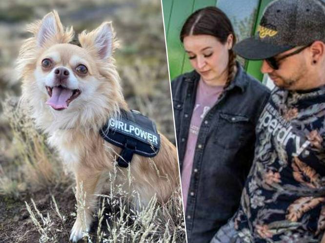 Pakjesbezorger schopt hondje Maya dood: “Ze kwispelde nog even met haar staartje om afscheid te nemen”