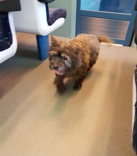 Un chien se fait la malle et prend le train entre Mariembourg et Charleroi: “Pas d’amende?”