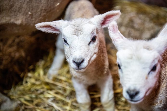 Bij mooi weer kwamen er soms wel 10.000 bezoekers af op lammetjesdagen. Kinderen gingen in hun drang om lammetjes te aaien op snelheid achter de dieren aan. Het gevolg? Doodmoede lammetjes die niet meer wisten wat ze overkwam.