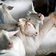 Q-koorts aangetroffen op Gelders melkschapenbedrijf, ricisco voor volksgezondheid is laag