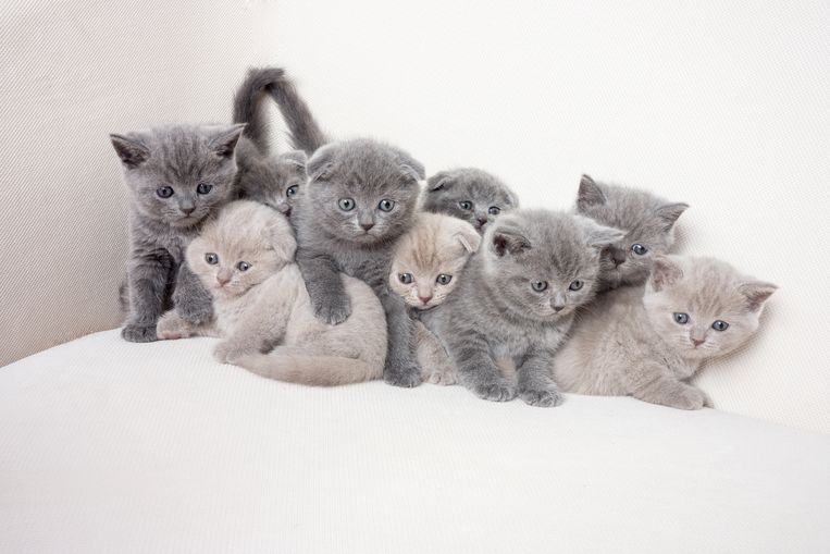 Zoeken naar een kat waar we niet allergisch voor kunnen zijn hoe ethisch is dat?