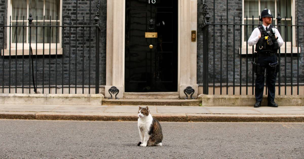 Van het asiel naar Downing Street: Larry de kat steelt al 11 jaar de ...