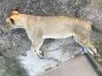 Vier leeuwen onthoofd en hun twee welpjes vergiftigd in Zuid-Afrikaans natuurpark