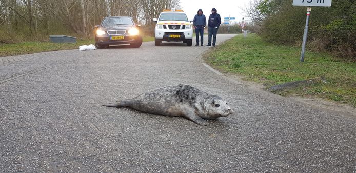 Grijze zeehonden op de Brouwersdam